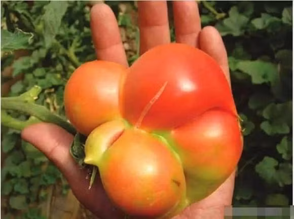 6 loai rau khong nen mua khi di cho-Hinh-5