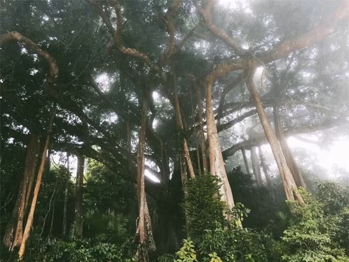 Choang truoc cay da ngan nam an minh giua ban dao Son Tra-Hinh-5