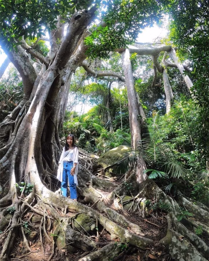 Choang truoc cay da ngan nam an minh giua ban dao Son Tra-Hinh-7