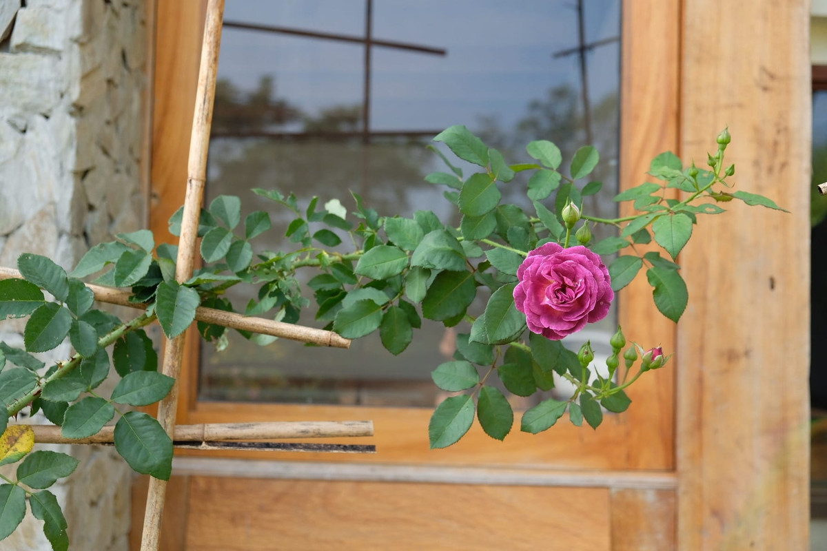 Thon thuc truoc ngoi nha go phu day hoa tren cao nguyen Moc Chau-Hinh-15