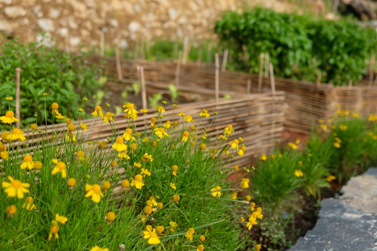 Thon thuc truoc ngoi nha go phu day hoa tren cao nguyen Moc Chau-Hinh-13