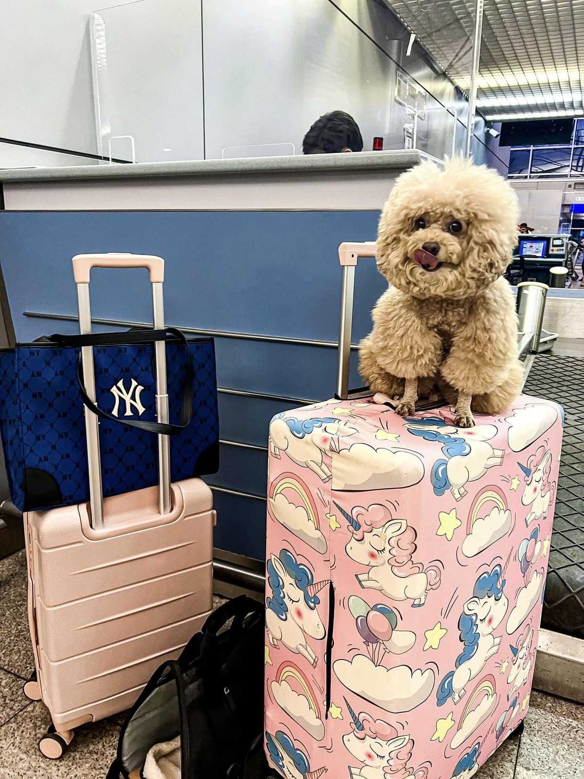 Co gai 4 thang 'chay' thu tuc dua cun cung di chau Au-Hinh-2