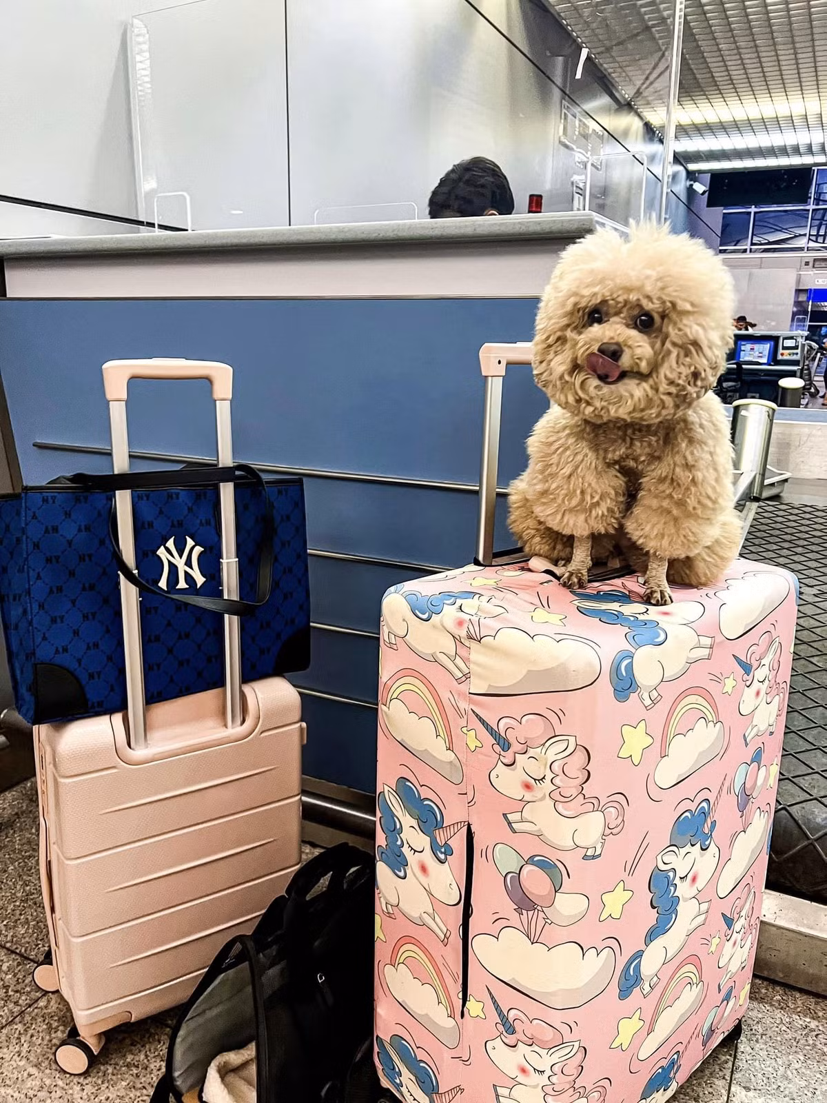 Co gai 4 thang 'chay' thu tuc dua cun cung di chau Au-Hinh-2