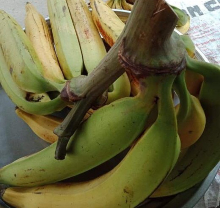 Trước đây, người dân Cầu Kè quan niệm rằng nếu trồng chuối này sẽ mang lại điềm xui xẻo. Đặc biệt vào ban đêm, khi chuối tá quạ trổ buồng hay vặn mình sẽ có tiếng động rất đáng sợ.