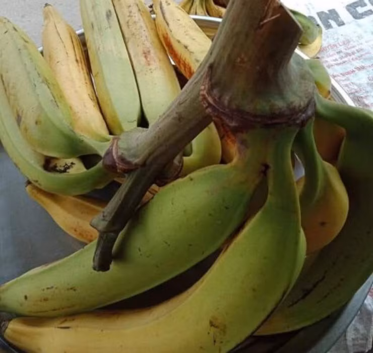 Trước đây, người dân Cầu Kè quan niệm rằng nếu trồng chuối này sẽ mang lại điềm xui xẻo. Đặc biệt vào ban đêm, khi chuối tá quạ trổ buồng hay vặn mình sẽ có tiếng động rất đáng sợ.