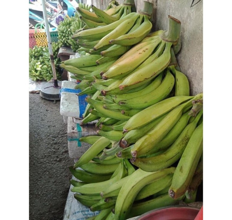 Ngày nay, chuối tá quạ không còn là biểu tượng của điềm xui mà đã trở thành giống cây trồng được nhiều nhà vườn nhân giống vì chúng có giá trị dinh dưỡng cũng như giá trị kinh tế cao.