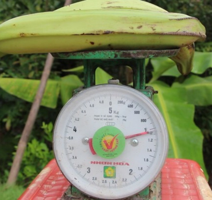 Do kích thước ngoại cỡ nên trong thời gian luộc, chuối cần được buộc dây để nước không tràn vào trong làm mất vị ngọt vốn có.