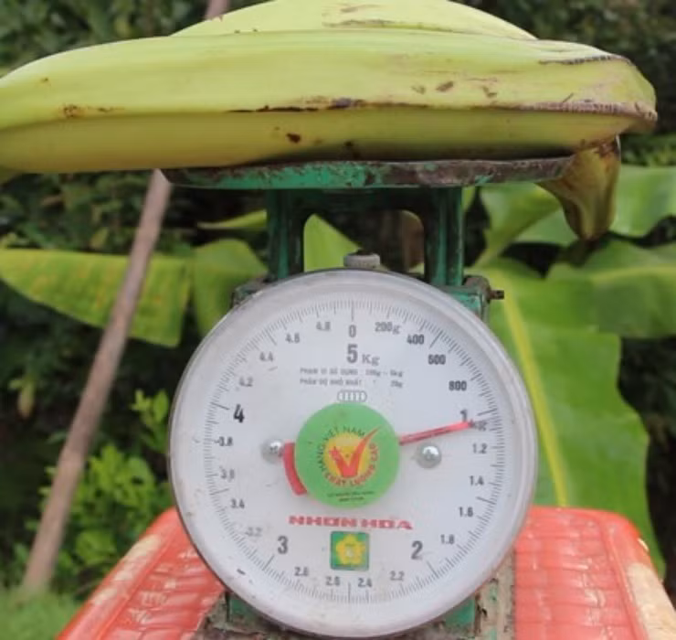 Do kích thước ngoại cỡ nên trong thời gian luộc, chuối cần được buộc dây để nước không tràn vào trong làm mất vị ngọt vốn có.