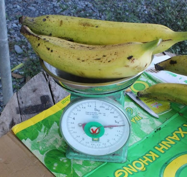 Hàm lượng dinh dưỡng trong chuối tá quạ tương đương với khoai tây, giàu calo nhưng chứa nhiều vitamin (vitamin A, C và B-6) và khoáng chất thiết yếu (magiê và kali).