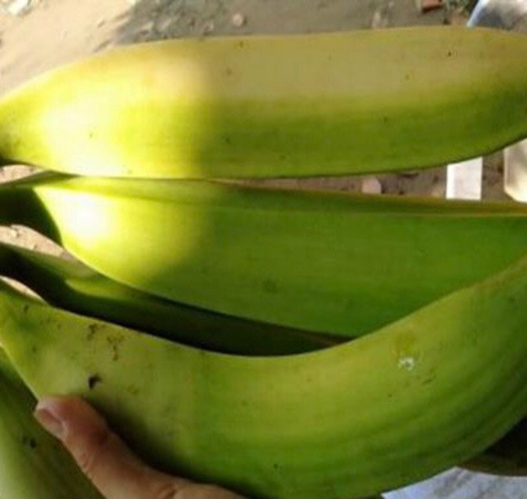 Bên cạnh đó, theo nghiên cứu từ chương trình Khoa học Nội khoa và Dinh dưỡng của Đại học Kentucky, loại chuối này còn giúp giảm táo bón, viêm túi thừa và các bệnh về tiêu hóa.