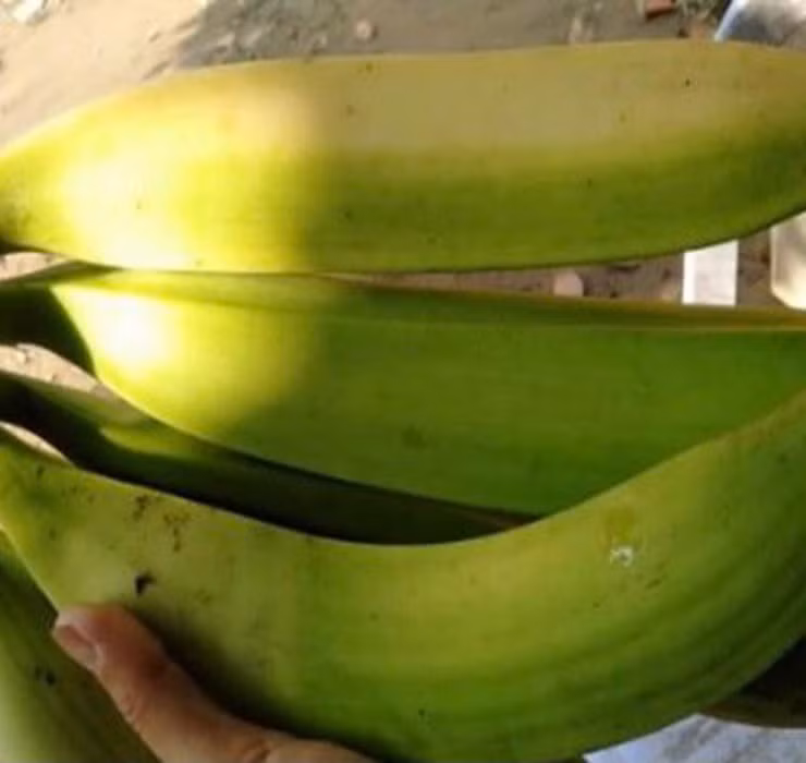 Bên cạnh đó, theo nghiên cứu từ chương trình Khoa học Nội khoa và Dinh dưỡng của Đại học Kentucky, loại chuối này còn giúp giảm táo bón, viêm túi thừa và các bệnh về tiêu hóa.