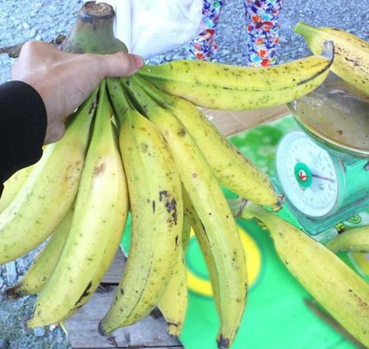 Nhờ hàm lượng kali cao, chuối tá quạ là lựa chọn hoàn hảo cho người có nguy cơ đột quỵ, loãng xương và bệnh thận.