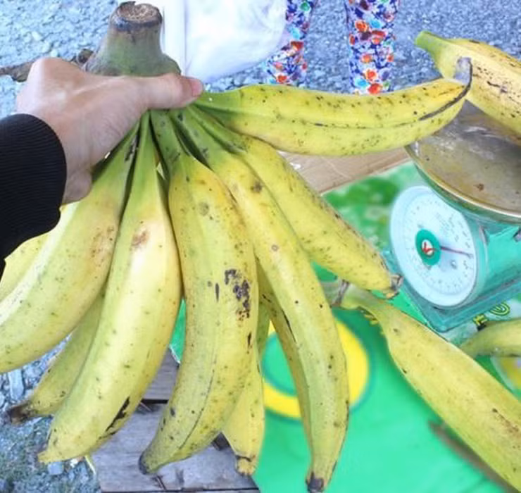 Nhờ hàm lượng kali cao, chuối tá quạ là lựa chọn hoàn hảo cho người có nguy cơ đột quỵ, loãng xương và bệnh thận.