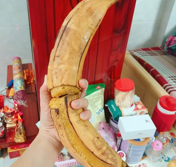 Một điểm khác biệt của loại chuối này là chúng ra trái trực tiếp chứ không trổ búp như chuối thông thường.