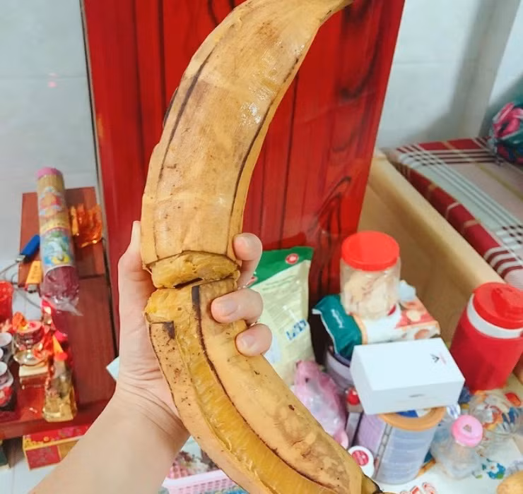 Một điểm khác biệt của loại chuối này là chúng ra trái trực tiếp chứ không trổ búp như chuối thông thường.