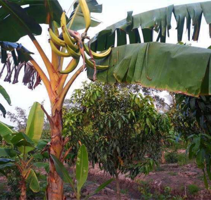 Chuối tá quạ (có địa phương còn gọi là chuối táo quạ) là đặc sản của huyện Cầu Kè (tỉnh Trà Vinh).