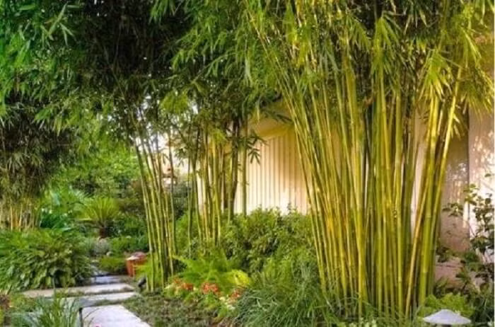 6 loai cay nay cu trong truoc cua la tai loc ua ve nha-Hinh-3