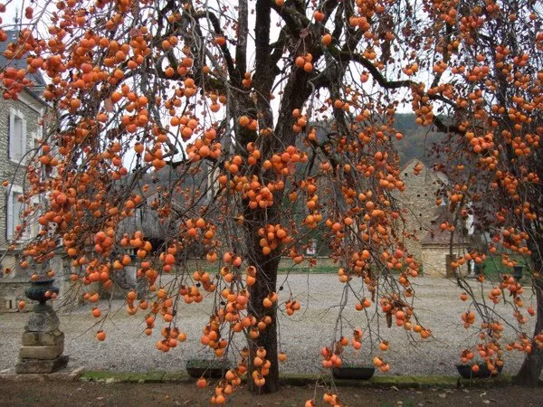 6 loai cay nay cu trong truoc cua la tai loc ua ve nha-Hinh-6