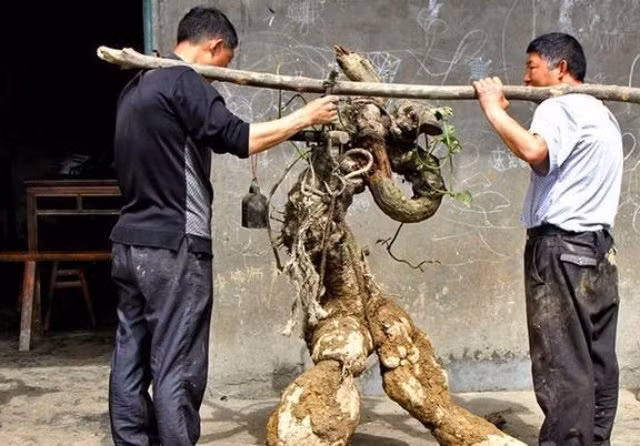 Cu san to bang nguoi lon, qua tay gia tang 40 lan