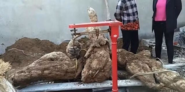 Cu san to bang nguoi lon, qua tay gia tang 40 lan-Hinh-2