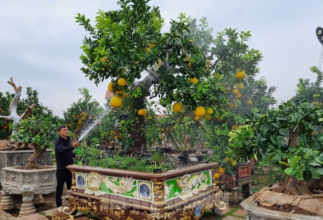 Chỉ còn 3 tuần nữa là đến Tết Nguyên đán 2023, thị trường cây cảnh ở Văn Giang, Hưng Yên bắt đầu sôi động. Không trồng các cây đại trà như nhà vườn khác, nhà vườn Huy Tập của anh Vũ Huy Tập tập trung trồng bưởi cảnh; trong đó mới cho ra mắt cây bưởi “Lão mộc trường xuân” phục vụ Tết.