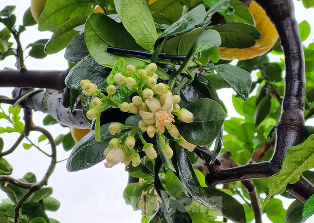 Đến cận Tết, cây bưởi vừa có quả, vừa ra hoa, đâm lộc như "bốn mùa đang ngự trên cây", anh Tập nói.