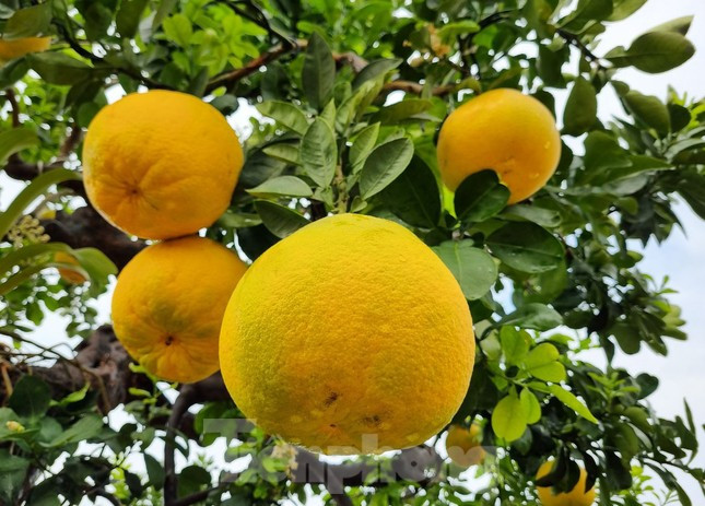 Quả chín vàng đẹp, có mùi thơm tự nhiên của bưởi Diễn.