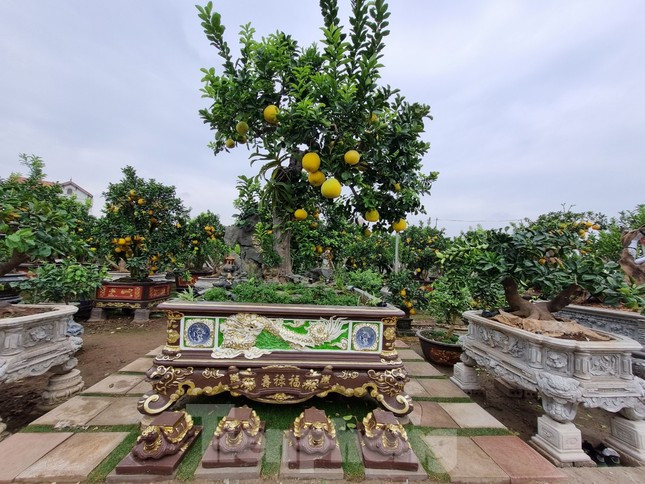 Làm cây cảnh nhiều năm, giờ mới gặp cây bưởi ưng ý, nên anh Tập kì công, bỏ nhiều thời gian chăm sóc và nhờ các nghệ nhân có tiếng về cây cảnh của đất Hưng Yên đặt tên “Lão mộc trường xuân”.