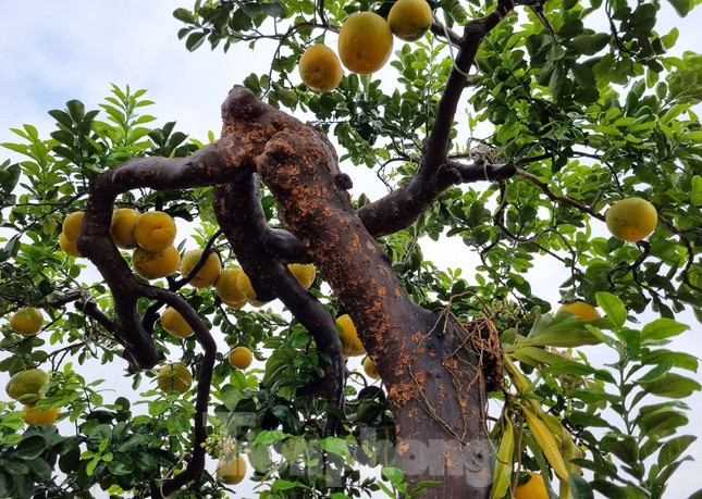 “Tôi đã chăm sóc cây bưởi này nhiều năm và rất kì công. Năm nay, khi cây đạt độ đẹp nhất, tôi mới mang ra trưng bày. Chậu cây được mua từ cố đô Huế chở ra và được nghệ nhân của nhà vườn dát 3 cây vàng 24k”, anh Tập cho biết.