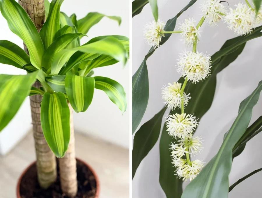 3 cay canh goi tai loc, dat trong phong ngu lai la 