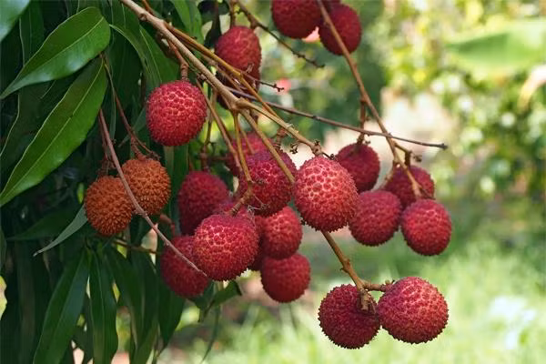 Giật mình điều gì xảy ra khi bạn ăn quá nhiều quả vải - Hình 2 Giat minh dieu gi xay ra khi ban an qua nhieu qua vai-Hinh-2