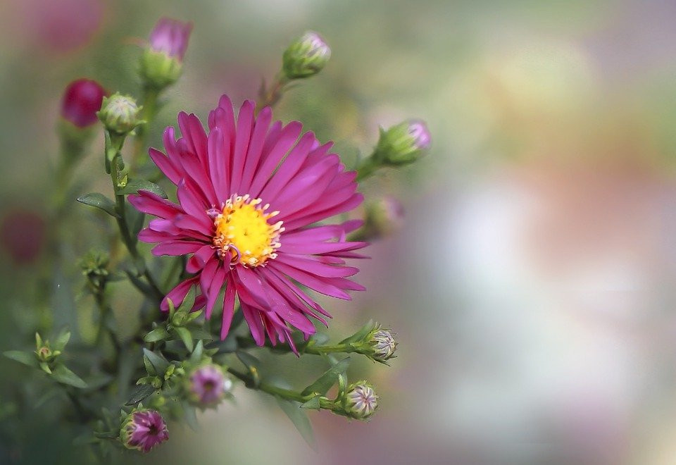 Người sinh tháng 2 Âm lịch dám chấp nhận rủi ro, không sợ thất bại. Trải qua năm tháng, con giáp này ngày càng tích lũy được những kinh nghiệm quý giá.