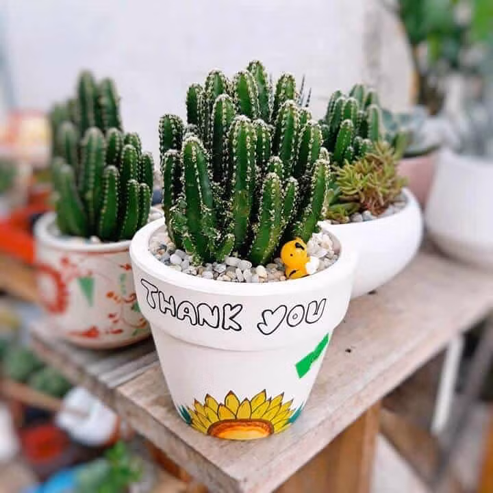 Tuy nhiên, theo quan niệm hong thủy,những chiếc gai nhọn của xương rồng ẩn chứa sát khí. Để xương rồng trong nhà đồng nghĩa với việc gai xương rồng đang chĩa thẳng vào các thành viên trong gia đình, làm ảnh hưởng đến sức khỏe, tình thân cảu mọi người.