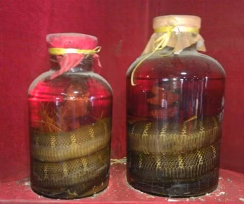 Vi sao ran ngam ruou 