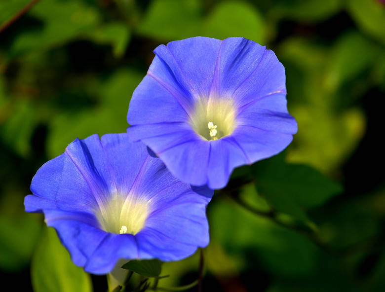 Sinh vào 5 ngày Âm lịch này, cả đời được Thần Tài cưng nựng - Hình 3 Sinh vao 5 ngay Am lich nay, ca doi duoc Than Tai cung nung-Hinh-3