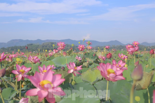 Cánh đồng rộng hơn 7ha được xem là lớn nhất tỉnh năm nay sen phát triển tươi tốt, vì không mất nhiều công chăm sóc, chi phí lại không cao mà lại cho thu nhập khá.