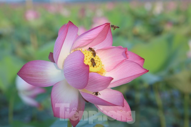 Những bông hoa sen nở khoảng 2 ngày sắp tàn nhưng vẫn thu hút loài ong đến tìm mật.