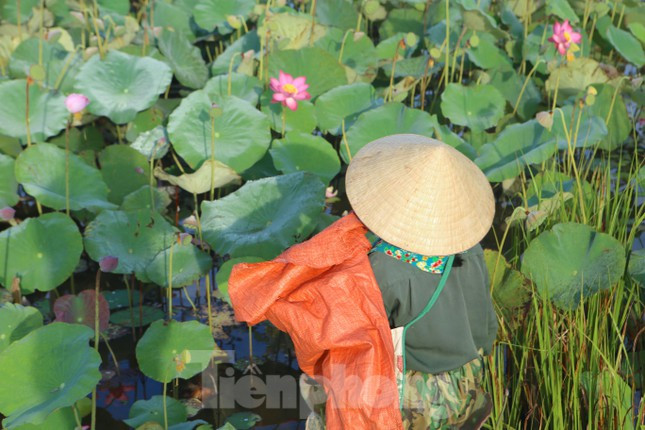 Tại đầm sen này trước đây bỏ hoang do trồng lúa không hiệu quả, nhưng khoảng 7 năm trở lại đây, người dân đã chuyển sang trồng sen. Nhờ chuyển đổi nên mỗi năm đều đặn cho thu nhập khá, hiệu quả kinh tế cao gấp 3 đến 4 lần trồng lúa.