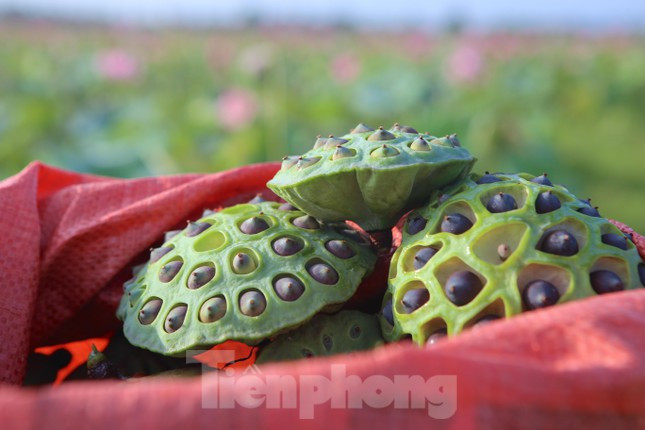 Người dân cho biết, mùa sen năm nay khá thuận lợi, đài sen lớn, hạt to, ăn có vị ngọt và bùi vì vậy rất được thương lái ưa chuộng, đến tận nhà thu mua.