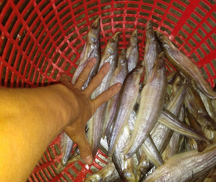 Tùy theo hình dáng, kích cỡ, cá trèn có những tên gọi khác nhau như: cá trèn lá, trèn mỡ, trèn bầu...