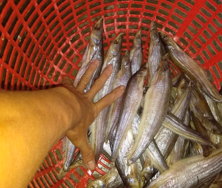 Tùy theo hình dáng, kích cỡ, cá trèn có những tên gọi khác nhau như: cá trèn lá, trèn mỡ, trèn bầu...