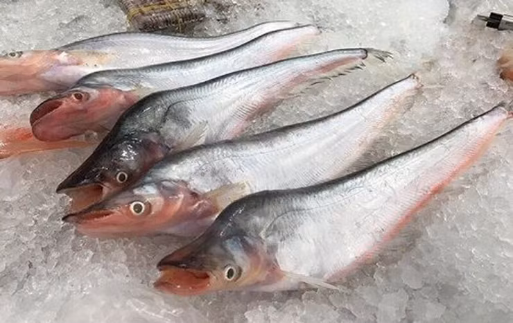 Giờ đây, cá trèn thành đặc sản, có mặt trong nhà hàng, quán ăn, được lòng du khách đến với miền Tây