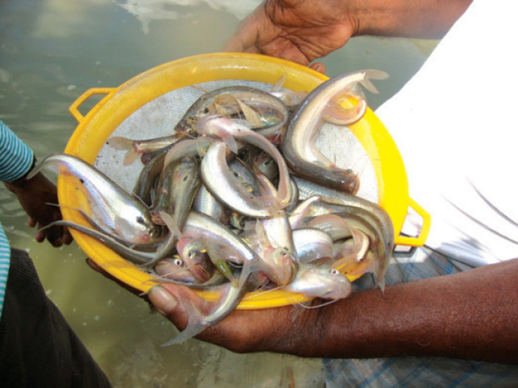 Hơn nữa, vì cái miệng của nó xấu xí nên nhiều người chê