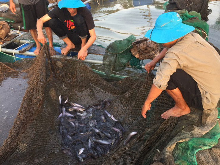 Khoảng tháng 9 đến tháng 3 năm sau là thời điểm cá trèn dồi dào nhất