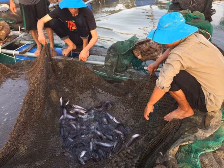 Khoảng tháng 9 đến tháng 3 năm sau là thời điểm cá trèn dồi dào nhất