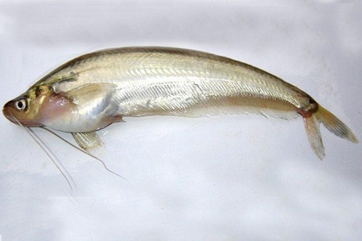 Cá trèn tươi có giá 200.000 đồng/kg, cá trèn khô lên tới 600.000 đồng/kg