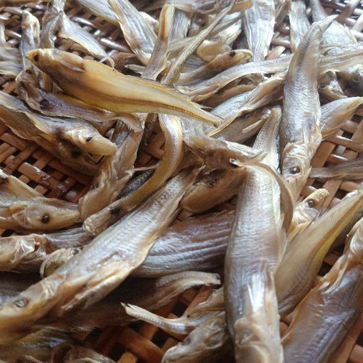 Nay lượng cá trèn trong tự nhiên không còn dồi dào như trước, ngoài ra nhiều người đánh bắt để bán nên lượng cá trèn cũng hạn chế hơn