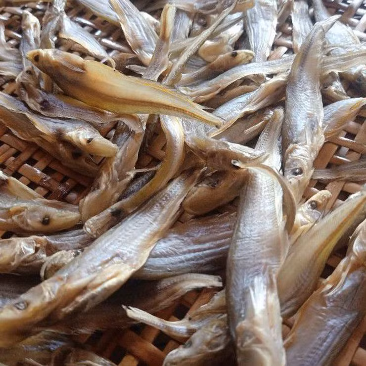 Nay lượng cá trèn trong tự nhiên không còn dồi dào như trước, ngoài ra nhiều người đánh bắt để bán nên lượng cá trèn cũng hạn chế hơn