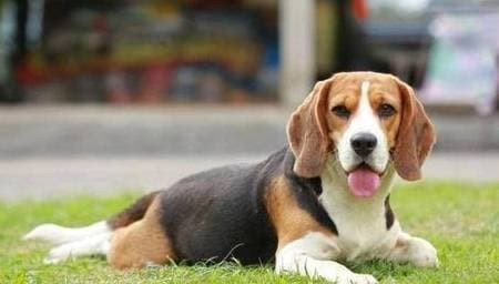 Cho la loai dong vat dau tien duoc con nguoi thuan hoa: Vi sao?-Hinh-2