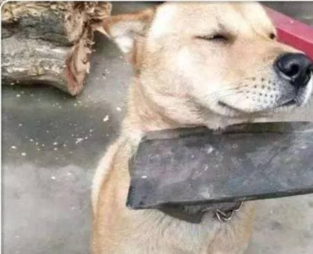 Cho la loai dong vat dau tien duoc con nguoi thuan hoa: Vi sao?-Hinh-4